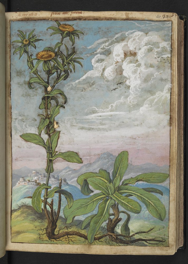 Pallenis spinosa, de "Pinturas de Flora dos Estados Romanos" de Gherardo Cibo, Acrescente MS 22333, f040r, c.1564-84 (aguarela e guache sobre papel) de Gherardo Cibo