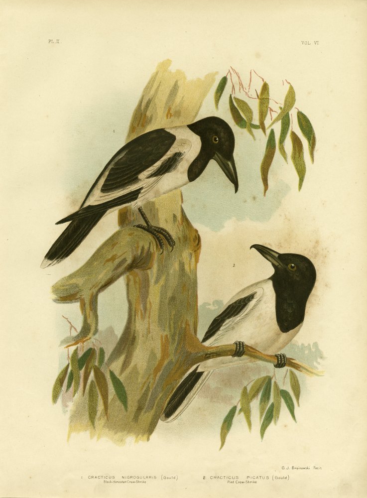 Corvo-Picanço-de-garganta-preta, 1891 de Gracius Broinowski