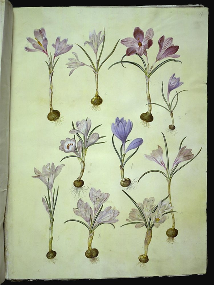 Açafrão vernus (açafrão primavera) de Hans Simon Holtzbecker