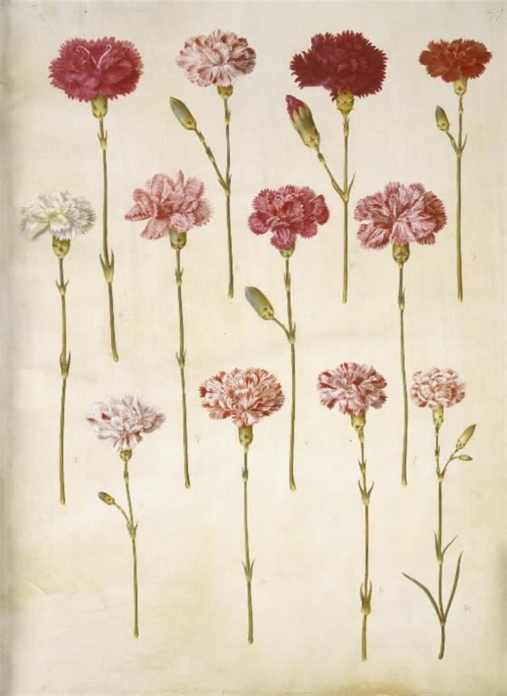 Dianthus caryophyllus (cravo de jardim) de Hans Simon Holtzbecker
