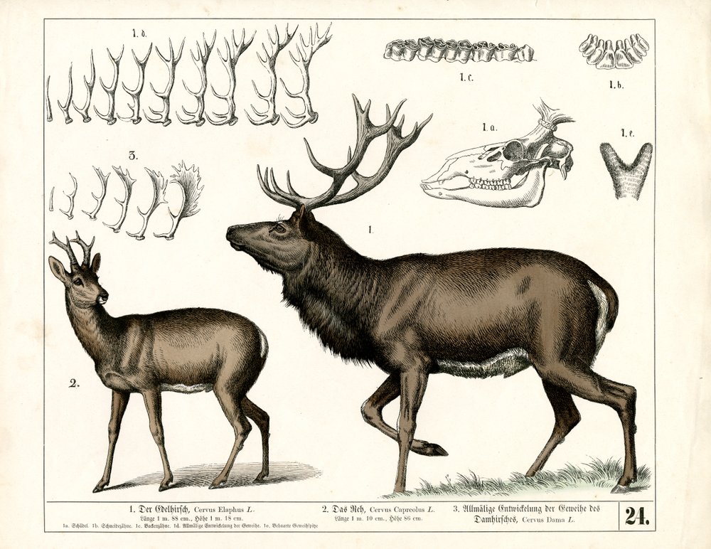 Espécies de veados e desenvolvimento dos chifres de Heinrich Leutemann