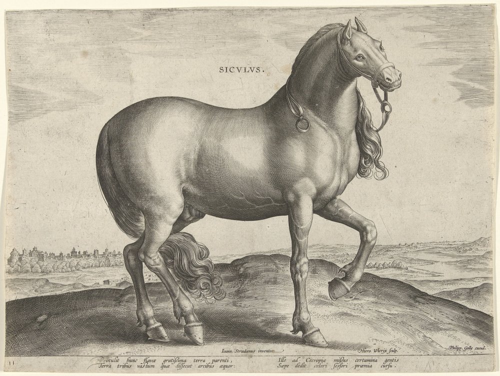 Cavalo da Sicília (Siculus)
Sicvlvs (título sobre o objecto)
Raças de cavalos dos estábulos reais de Don Juan da Áustria (título da série)
Equile Ioannis Austriaci Caroli (título da série) de Hieronymus Wierix