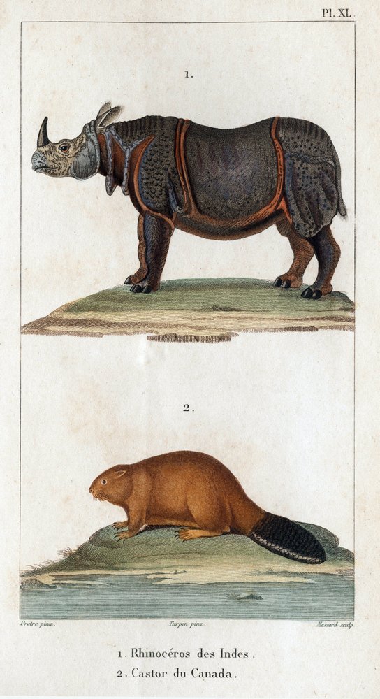 Rinoceronte da Índia e castor canadense. Fauna des Médecins ou história dos animais e seus produtos por Hippolyte Cloquet” - Volume 6 - 1825. de Hippolyte Cloquet