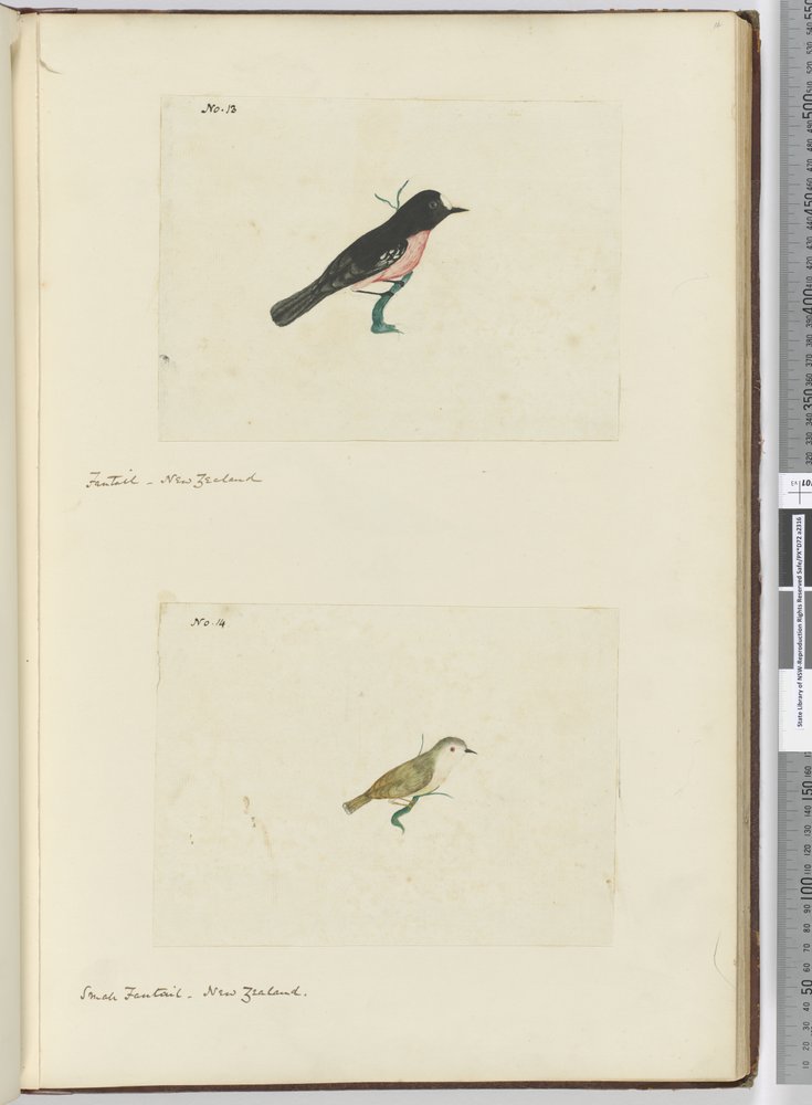 F.13 Fantail. Nova Zelândia F.14 Pequena cauda. Nova Zelândia, 1772-75 (wc) de Isaac Smith