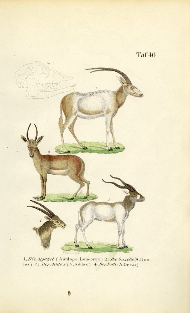 Espécies de antílopes africanos de J. W. Tenhaeff