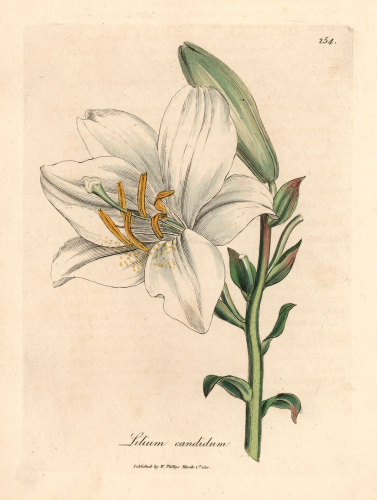 Lírio branco comum, Lilium candidum, de uma ilustração botânica de James Sowerby de William Woodville e "Botânica Médica" de Sir William Jackson Hooker 1832 (gravura em placa de cobre colorida à mão) de James (after) Sowerby