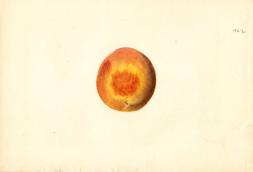 Pêssego ( Prunus persica: Elberta) (aguarela) de James Marion Shull