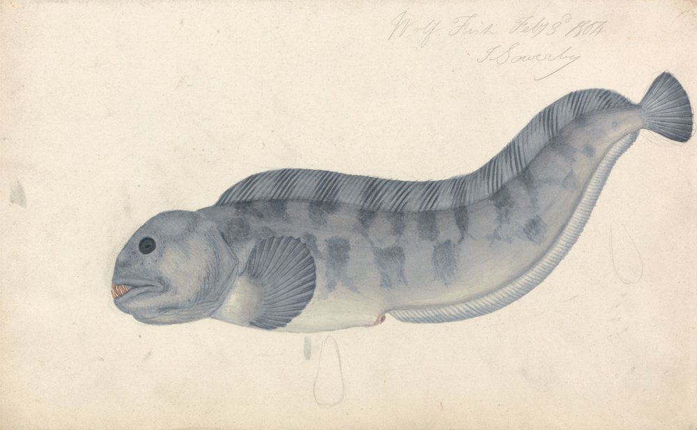 Peixe Lobo | James Sowerby | Impressão de arte