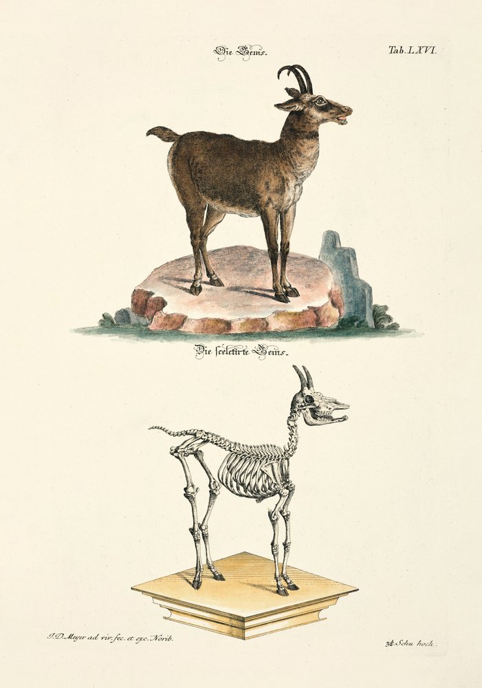 A camurça e o seu esqueleto de Johann Daniel Meyer