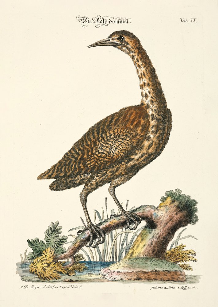 Amargos eurasiáticos de Johann Daniel Meyer