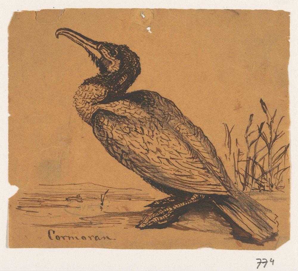Aalscholver
Cormoran (título sobre o objecto) de Johannes Tavenraat