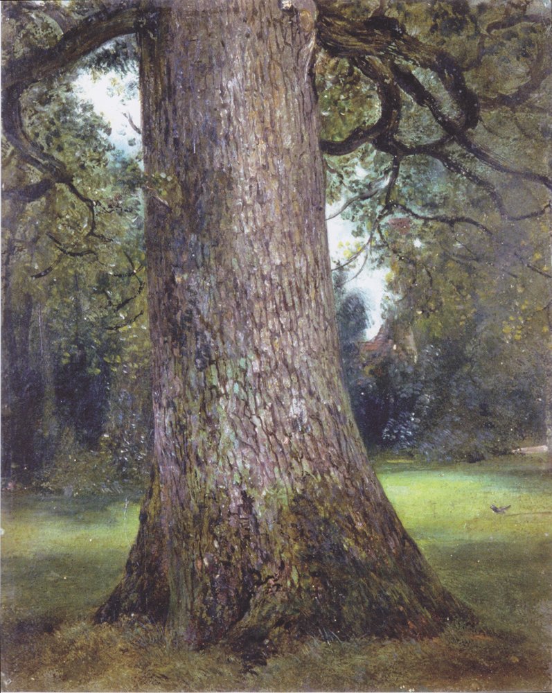 Estudo de um olmo de John Constable