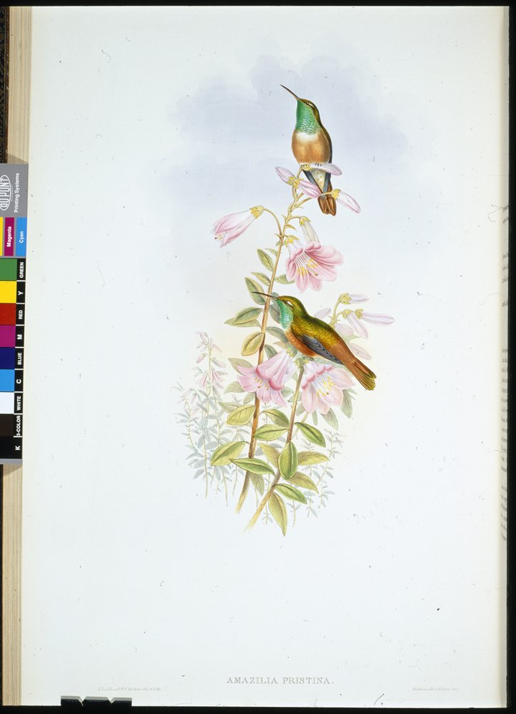 Amazili (Amazilia Pristina) (litografia colorida à mão) de John (after) Gould