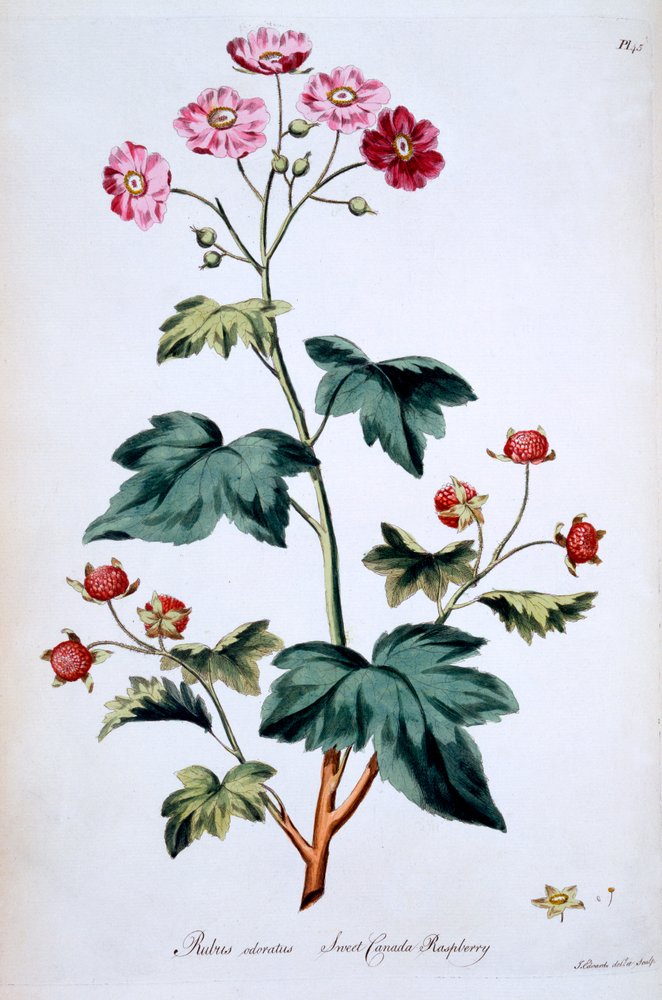 Doce framboesa do Canadá [Rubus odoratus], ilustração de &39;The British Herbal&39; por John Edwards, publicado em março de 1770 de John Edwards