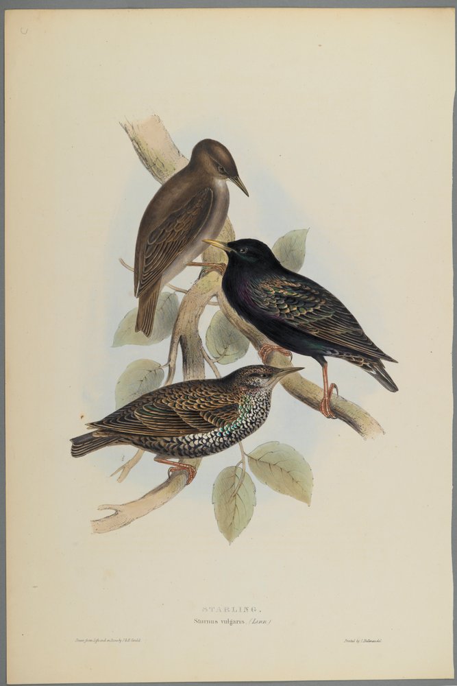 Sturnus vulgaris - estorninho-malhado de John Gould