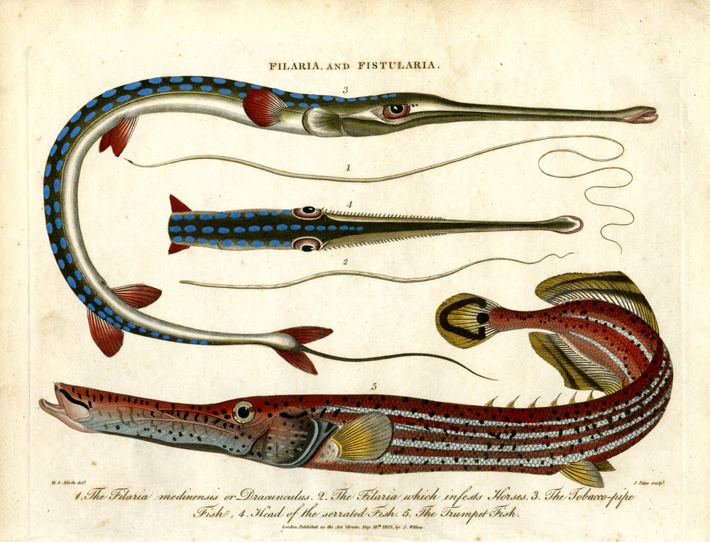 Filaria e Fistularia - Vermes de rosca e peixes-tubo
