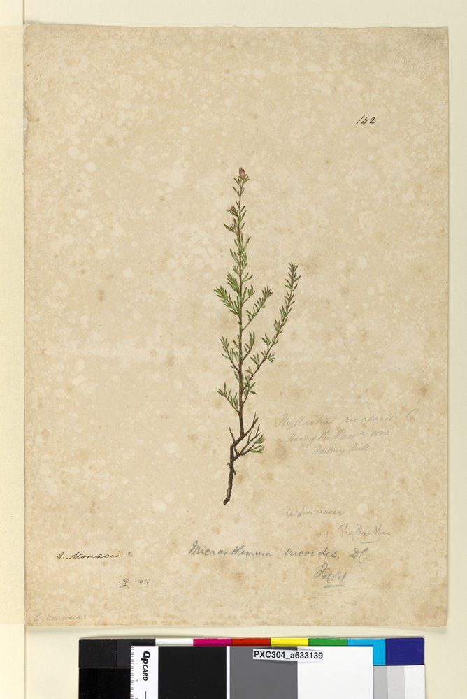 Página 142. Phyllanthus rivularis, c.1803-06 (wc, caneta, tinta e lápis) de John William Lewin