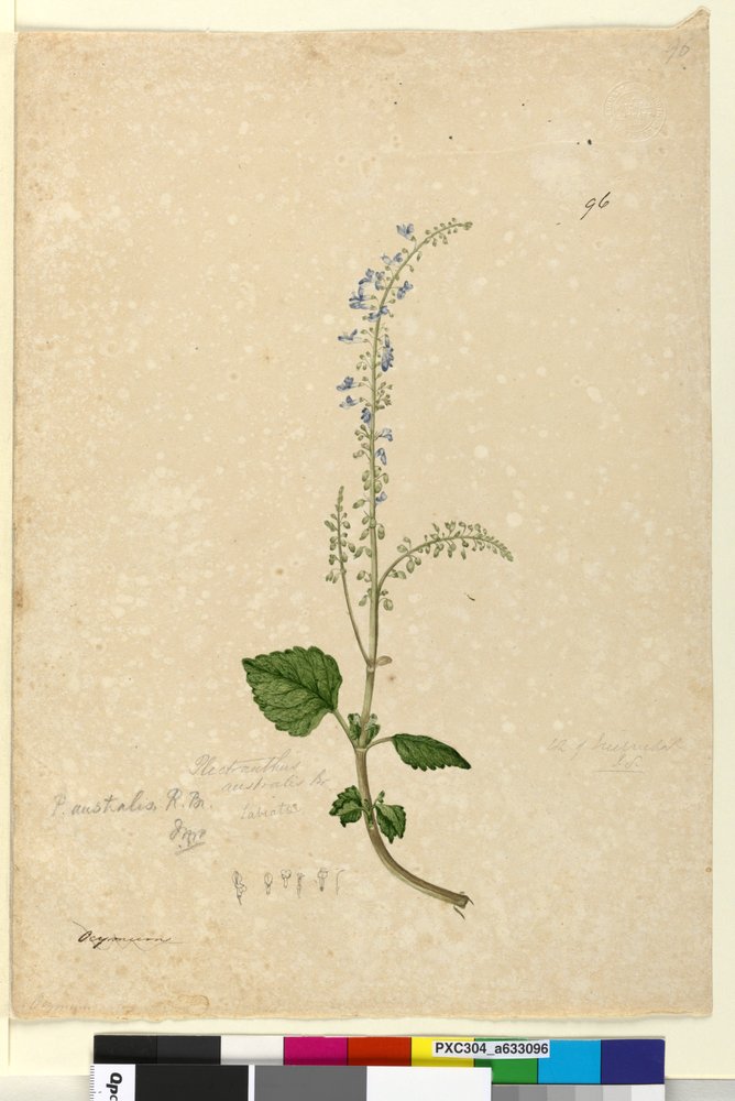 Página 96. Plectranthus australis, c.1803-06 (wc, caneta, tinta e lápis) de John William Lewin