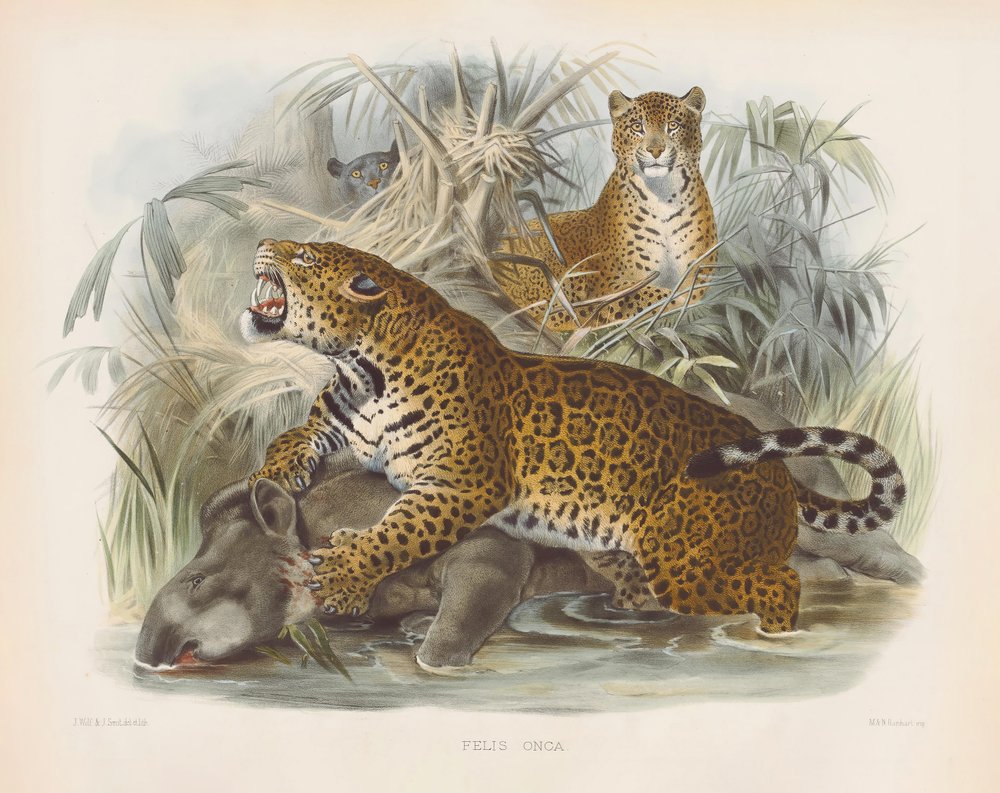 Onça-pintada (Felis onca) de Joseph Wolf