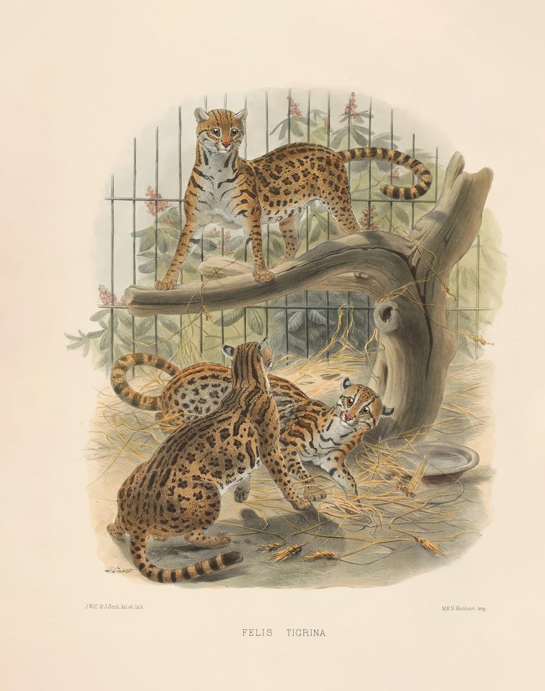 Jaguatirica (Felis tigrina) de Joseph Wolf