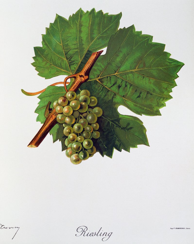 Uvas Riesling por Jules Troncy de Ampelographie, Traite general de viticultura (Ampelografia, Tratado geral de viticultura), vol II, por Pierre Viala (1859-1936) e Victor Vermorel (1848-1927), Paris de Jules Troncy