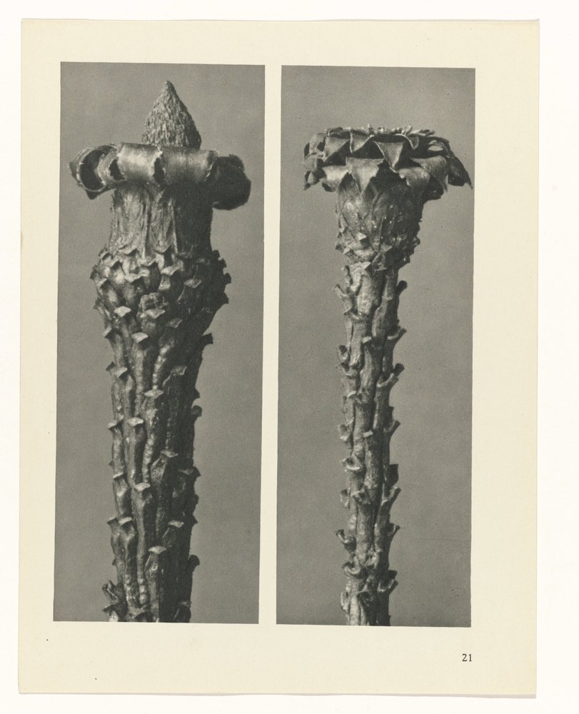 Estudo das plantas
Arquétipos de Arte (título da série) de Karl Blossfeldt