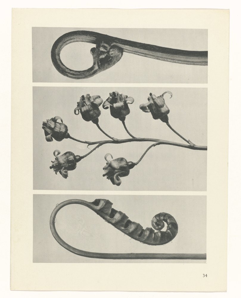 Estudo das plantas
Arquétipos de Arte (título da série) de Karl Blossfeldt