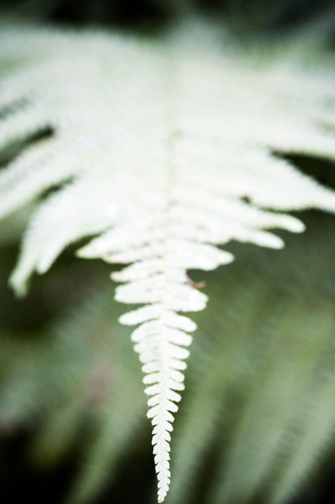 Vegetal / 4196, 2008 de Laetizia Bazzoni