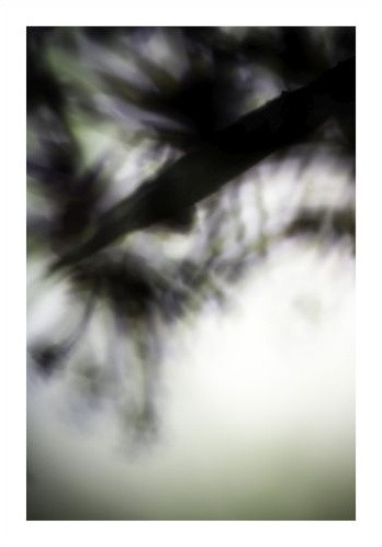Végétal / 4220, 2008 de Laetizia Bazzoni