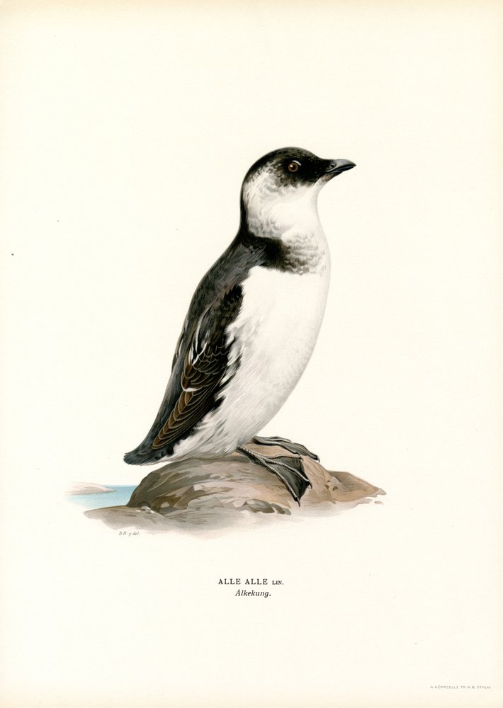 Pequeno Auk (cor litho) de Magnus Ferdinand and Wilhelm von Wright