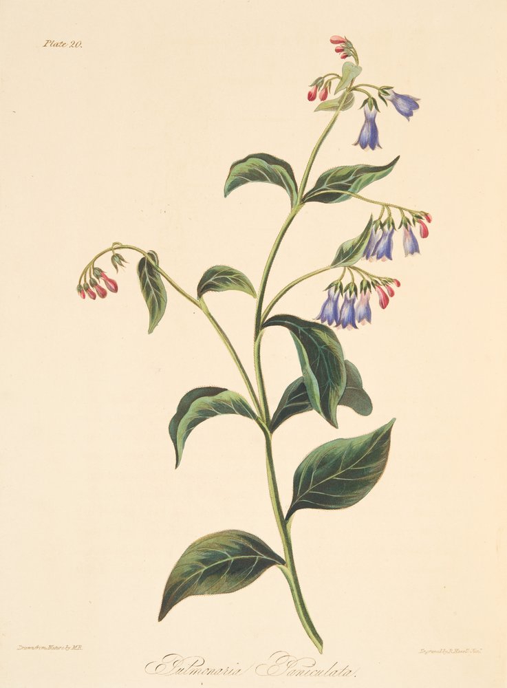 Lungwort panicled, das ilustrações florais das estações, bar. 1829 (gravura colorida à mão) de Margaret Roscoe