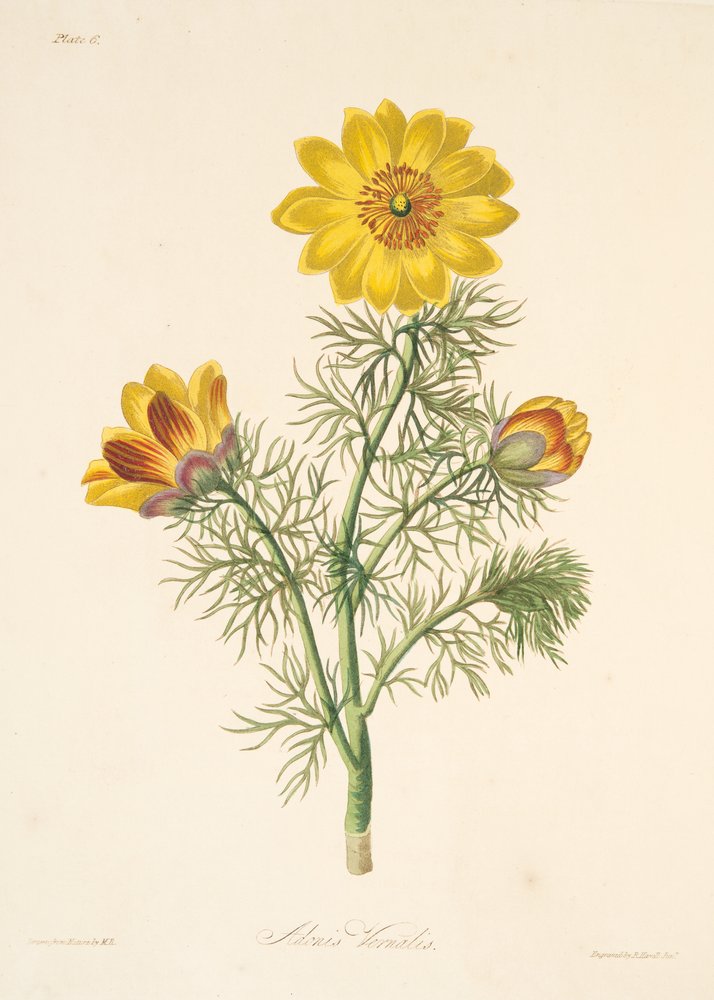 Adonis perene, das ilustrações florais das estações, bar. 1829 (gravura colorida à mão) de Margaret Roscoe