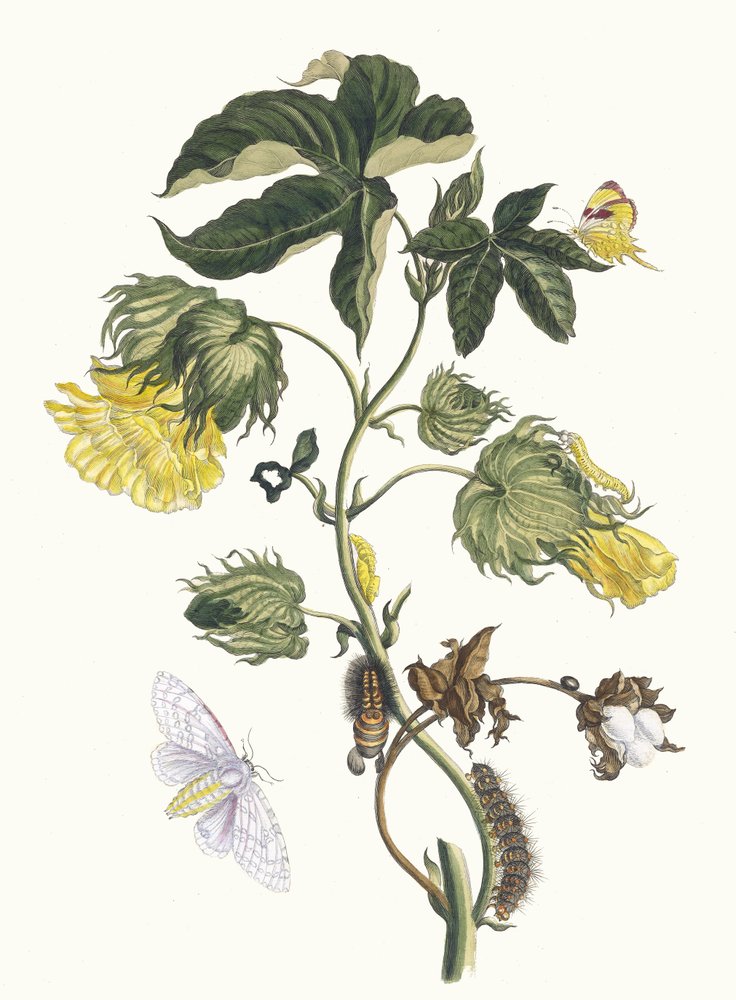 Cotonier. Do livro Metamorphosis insectorum Surinamensium, 1705. de Maria Sibylla Merian