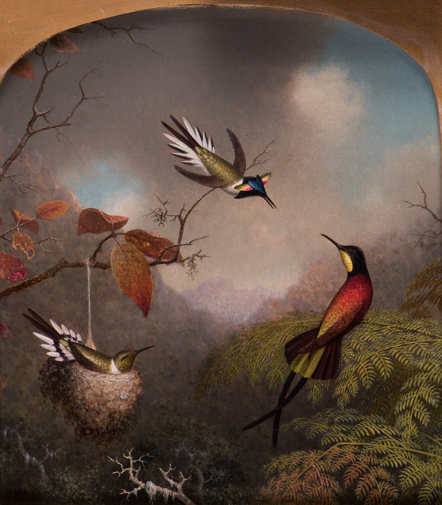 Beija-flores: Dois "Sungems" e um "Topázio Carmesim", 1866 de Martin Johnson Heade