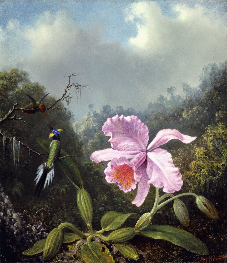 Natureza-morta com orquídea e um par de colibris, c. década de 1890 de Martin Johnson Heade