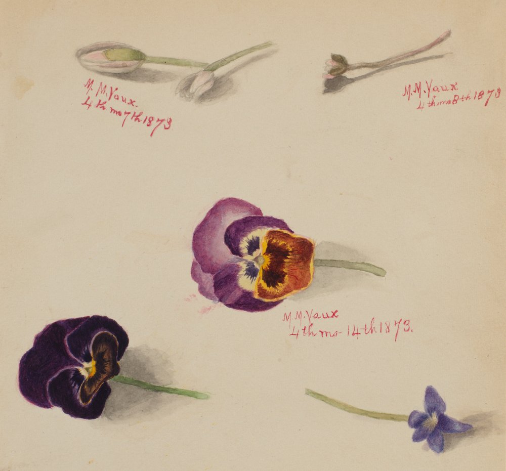 (Sem título - Estudo de uma flor) de Mary Vaux Walcott
