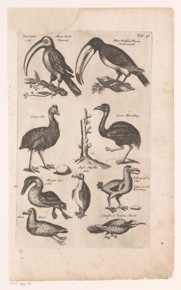 Tucanos e outras aves
Historica naturalis de avibus, Libri VI J. Jonston (título da série) de Matthaus Merian