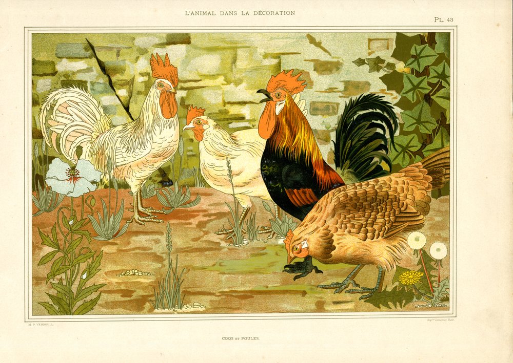 Representação naturalista de galinhas e galos (litografia) de Maurice Pillard Verneuil