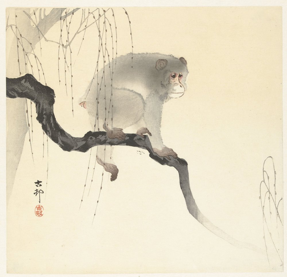Ohara_Koson_-_Aap_op_boomtak_-