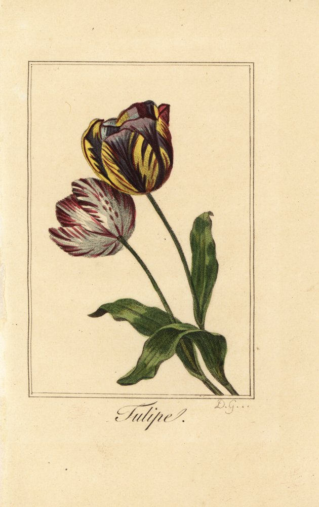 Variedades de tulipas, tulipas, Tulipa gesneriana de Pancrace (after) Bessa