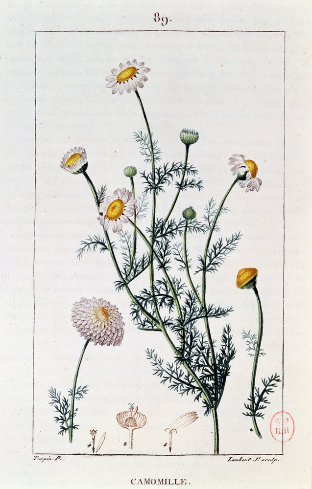 Camomila, reprodução de um prato de &39;Flore medicale&39; de Francois-Pierre Chaumeton (1775-1819) de Pierre Jean Francois Turpin