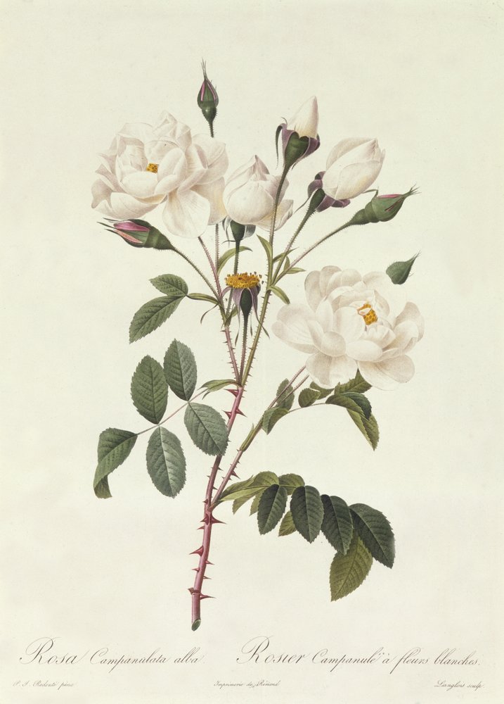 Rosa Campanulata Alba de Pierre-Joseph Redouté