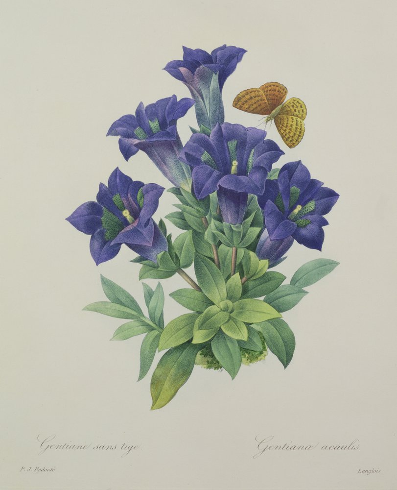 Gentiana acaulis (genciana-sem-caule), gravada por Langlois, de «Escolha das mais belas flores», 1827 de Pierre-Joseph Redouté