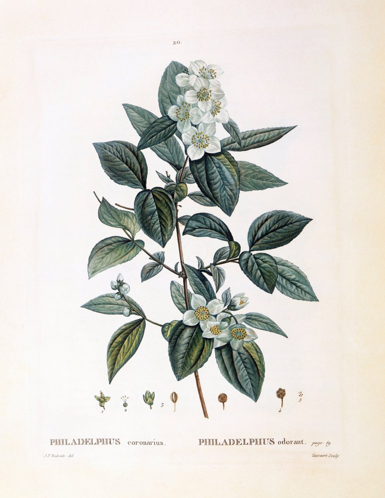 Laranja simulada (Philadelphus coronarius), Henry Louis Duhamel du Monceau, placa botânica de Pierre Joseph Redouté de Pierre-Joseph Redouté