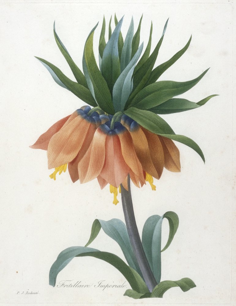 Fritillaire Imperiale, da escolha das mais belas flores e dos mais belos frutos, 1827 de Pierre-Joseph Redouté