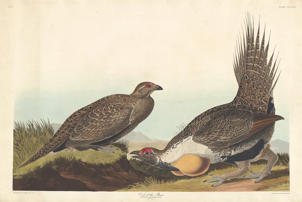 Galo das planícies, 1837 de Robert Havell