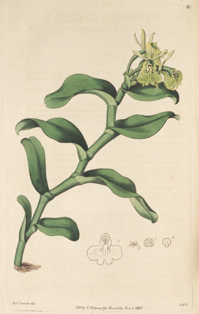 Ilustração de Epidendrum umbelliferum (como syn Epidendrum umbellatum) de Sydenham Teast Edwards