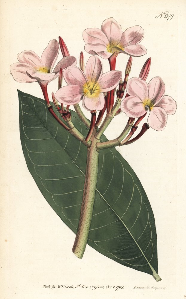 Frangipani - Frangipani ou plumeria vermelha, Plumeria rubra. Gravura em chapa de cobre colorida à mão por Sansom após ilustração de Sydenham Edwards da revista Botanical Magazine de William Curtis, Londres. de Sydenham Teast Edwards