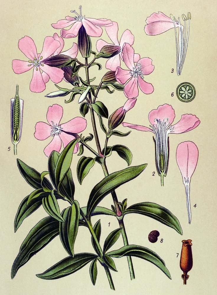 Quadro botânico. Planta venesosa (tóxica) e medicinal: saponaria officinalis (Saponaria officinalis) de Unbekannter Künstler