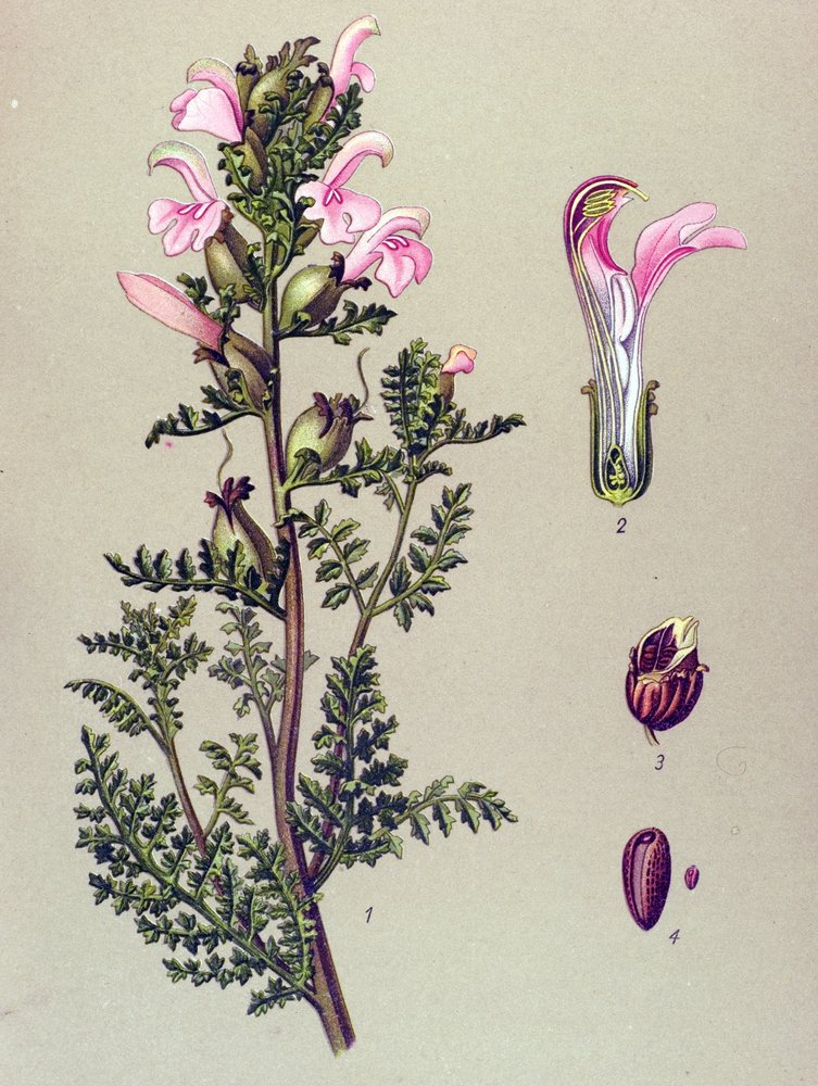 Tábua botânica, planta: Pedicular do pântano (Pedicularis palustris) de Unbekannter Künstler